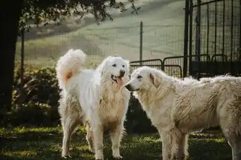 Wo Tierli Frieden finden: Lass uns gemeinsam Grenzen ziehen