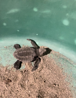 Turtle Project