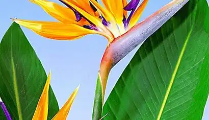 La Pamela - Der Traum La Pamela - Der Traum