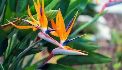 La Pamela - the dream La Pamela - the dream