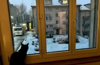 Katzen-Trizeps-Hilfe