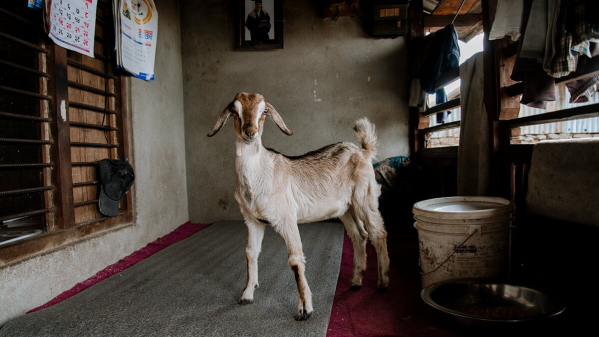 Goats for Kaste