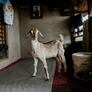 Goats for Kaste