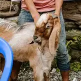 Goats for Kaste