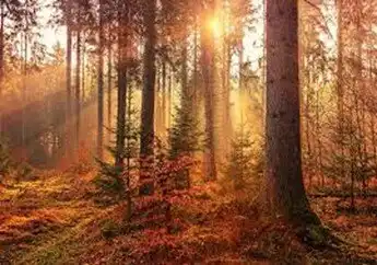 Wildschwein-Waldwunder