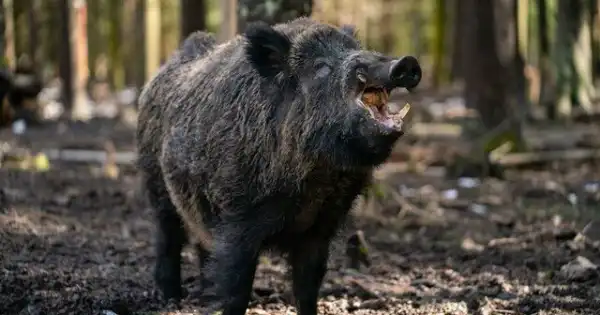 Wildschwein-Waldwunder