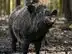 Wildschwein-Waldwunder