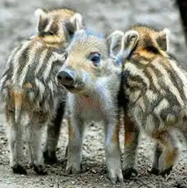 Wildschwein-Waldwunder
