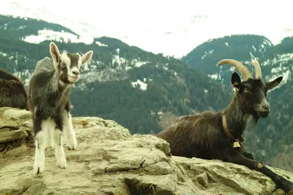 mit grossem herzdankgruss aus dem ziegenstall