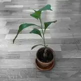 Unterstützung für Senegal