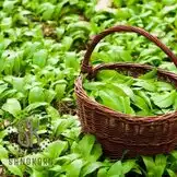 Sandkorntherapie 2.0