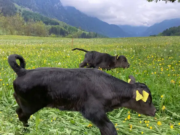 ein riesengrosses Dankeschön