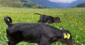 ein riesengrosses Dankeschön