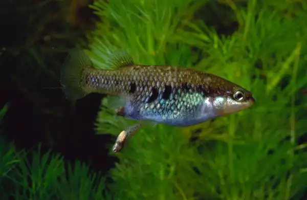 Drive Goodeids Forward