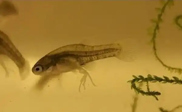 Drive Goodeids Forward