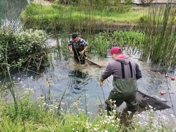 Drive Goodeids Forward