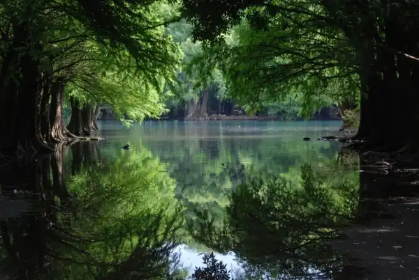 Drive Goodeids Forward