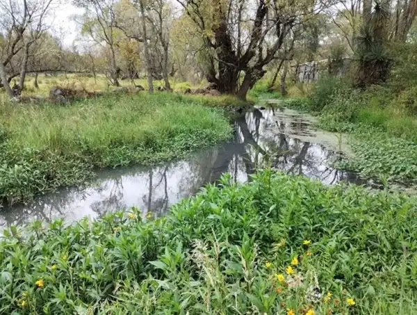 Drive Goodeids Forward