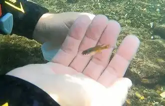 Drive Goodeids Forward