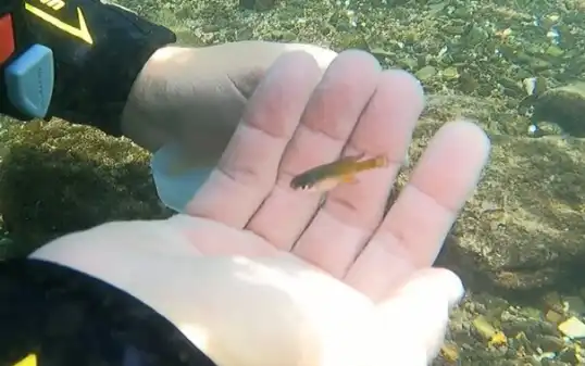 Drive Goodeids Forward