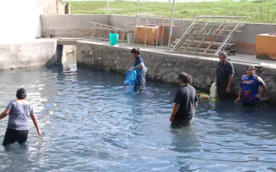 Drive Goodeids Forward