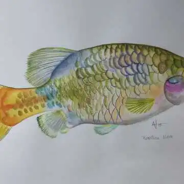 Drive Goodeids Forward