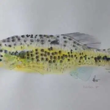 Drive Goodeids Forward