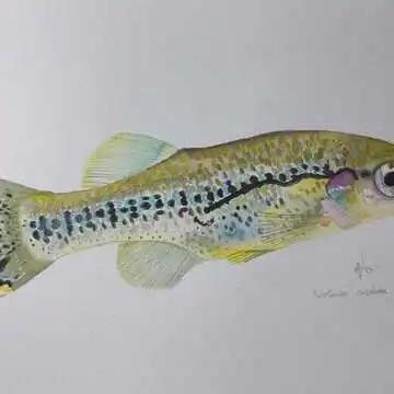 Drive Goodeids Forward