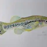 Drive Goodeids Forward