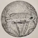 Drive Goodeids Forward