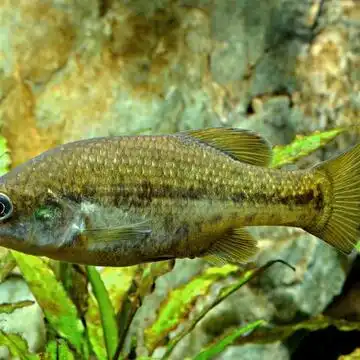 Drive Goodeids Forward