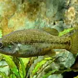 Drive Goodeids Forward