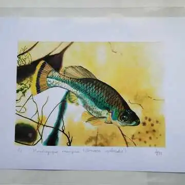 Drive Goodeids Forward