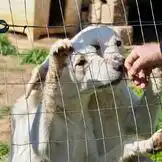 Das Wunderland zieht um