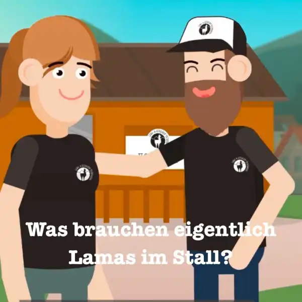 Was brauchen eigentlich Lamas im Stall?