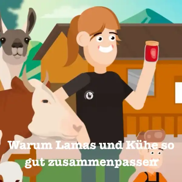 Warum Lamas und Kühe so gut zusammenpassen