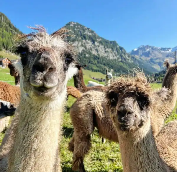 🥳 2. Etappe erreicht – 81 % und sogar im Fernsehen!