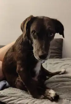 Tumoroperation für Nero