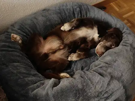 Tumoroperation für Nero