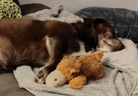 Tumoroperation für Nero