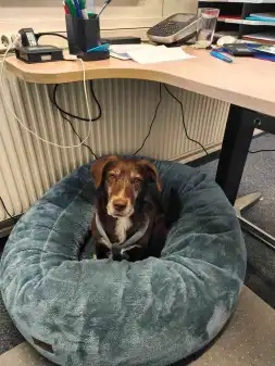 Tumoroperation für Nero