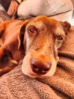 Tumoroperation für Nero