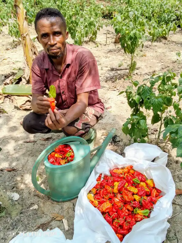 Transformation du piment
