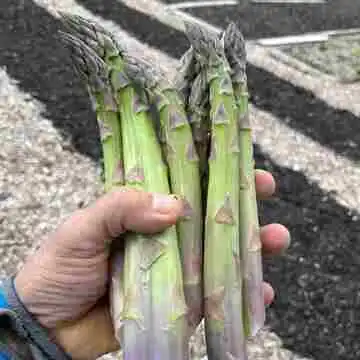 Vegan Forest Retreat