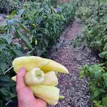 Vegan Forest Retreat