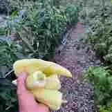 Vegan Forest Retreat