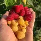 Vegan Forest Retreat