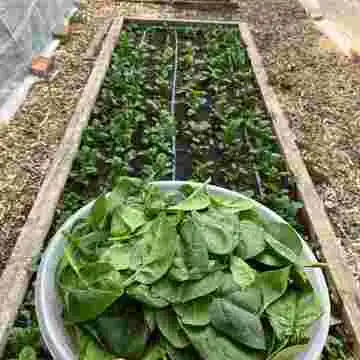 Vegan Forest Retreat