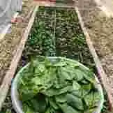 Vegan Forest Retreat