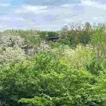 Vegan Forest Retreat